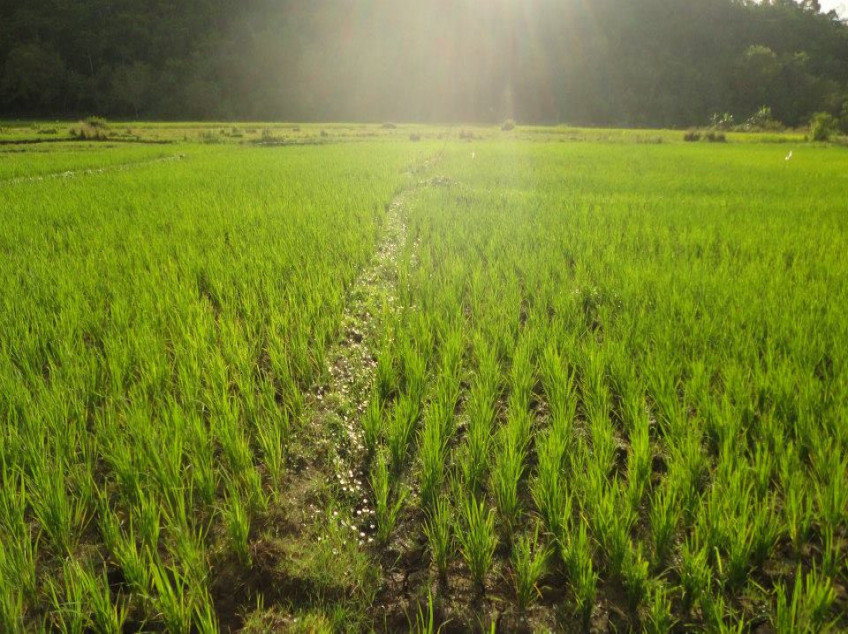 3 Properties for Sale in Bohol: Land, Farm, House