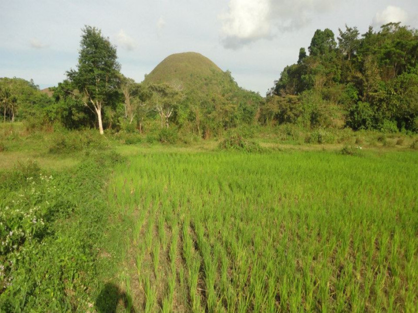 3 Properties for Sale in Bohol: Land, Farm, House