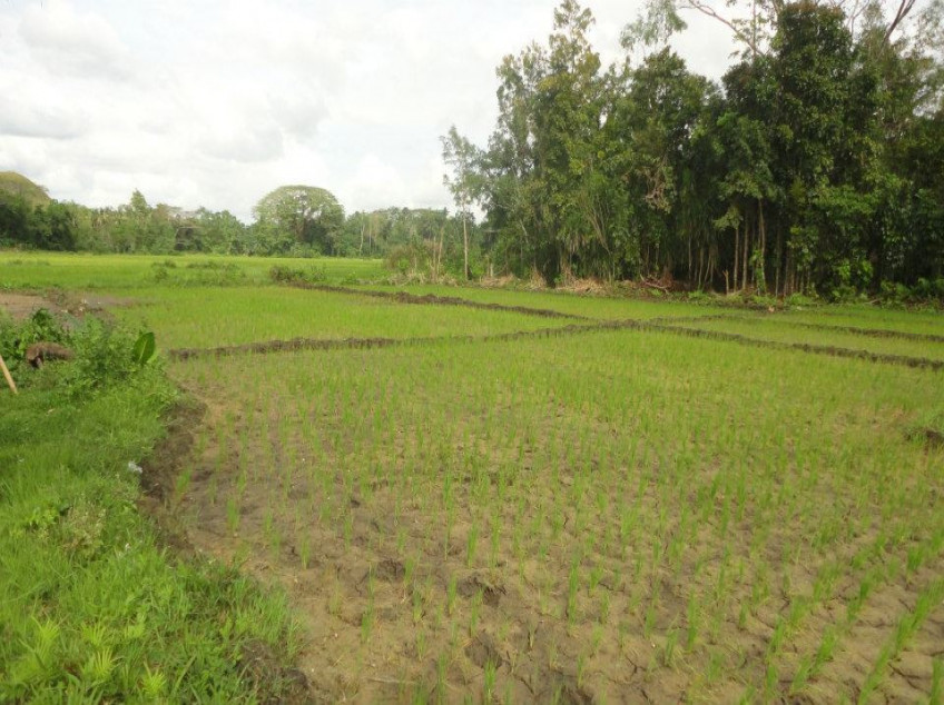 3 Properties for Sale in Bohol: Land, Farm, House