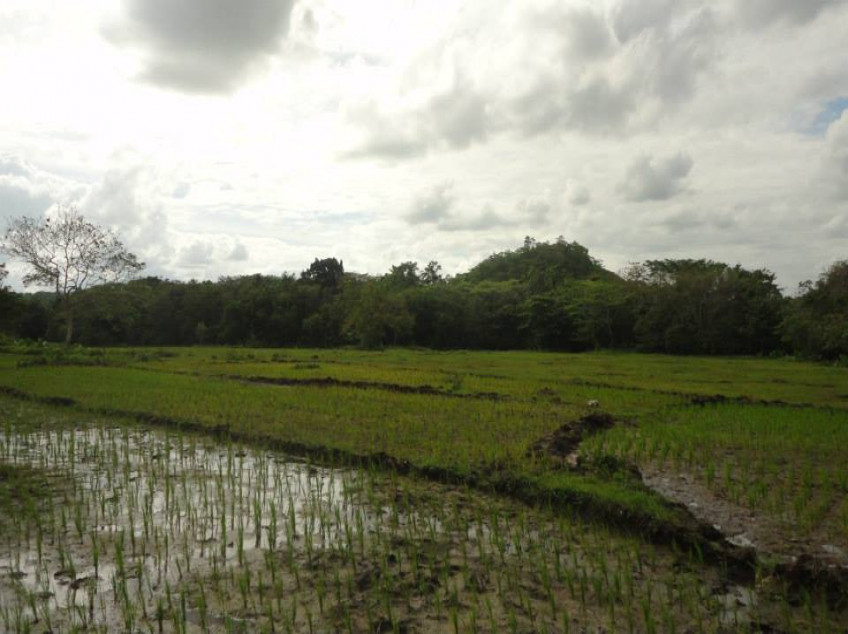 3 Properties for Sale in Bohol: Land, Farm, House