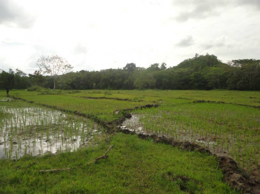 3 Properties for Sale in Bohol: Land, Farm, House