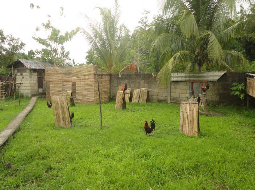 3 Properties for Sale in Bohol: Land, Farm, House