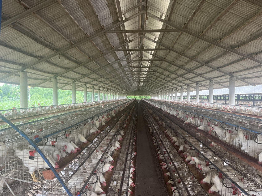 2 Hectare Poultry Farm For Sale in Batangas