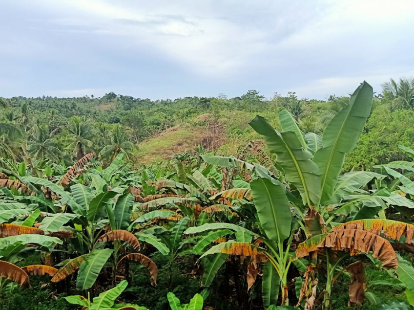 Agricultural Lot for Farming in Tagum Davao del Norte