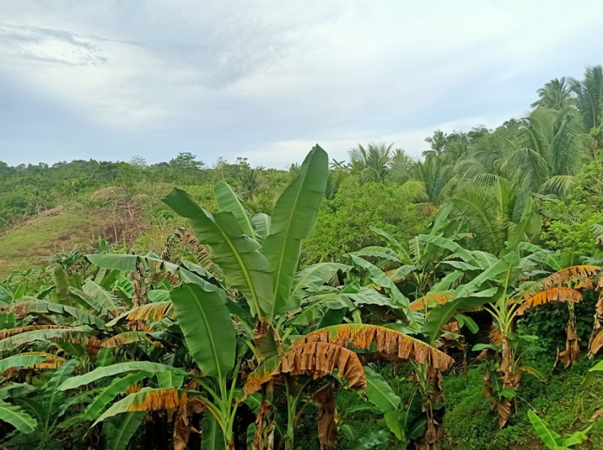 Agricultural Lot for Farming in Tagum Davao del Norte