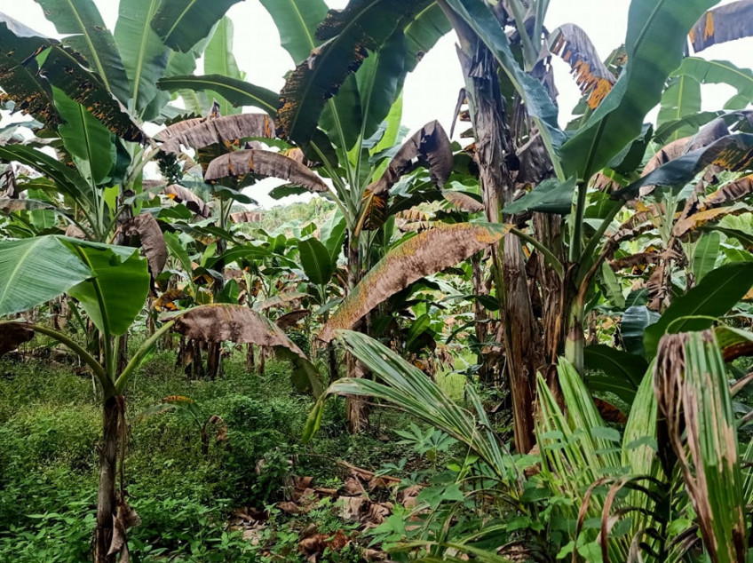Agricultural Lot for Farming in Tagum Davao del Norte