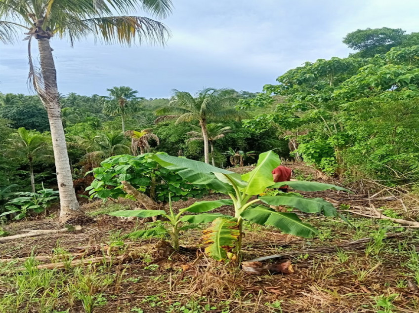 Agricultural Lot for Farming in Tagum Davao del Norte