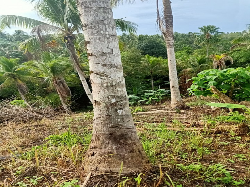 Agricultural Lot for Farming in Tagum Davao del Norte