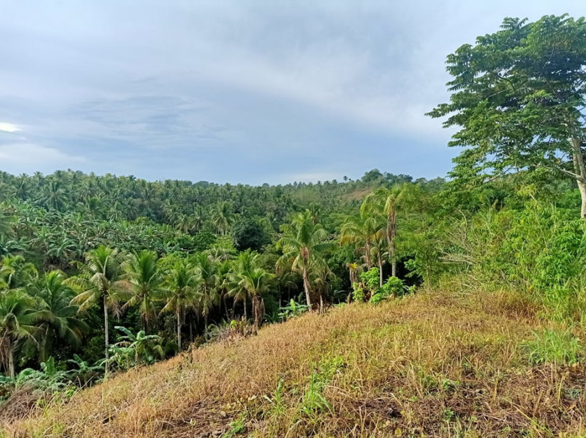 Agricultural Lot for Farming in Tagum Davao del Norte