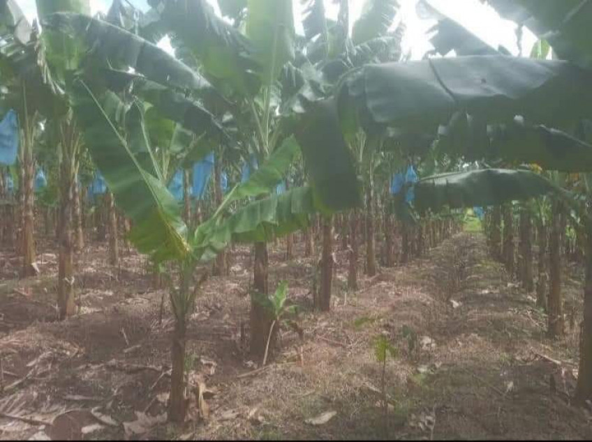 5 Hectares Agricultural Land For Sale