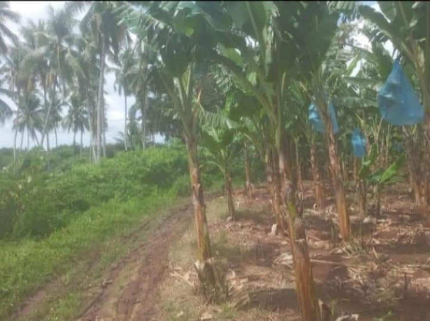 5 Hectares Agricultural Land For Sale