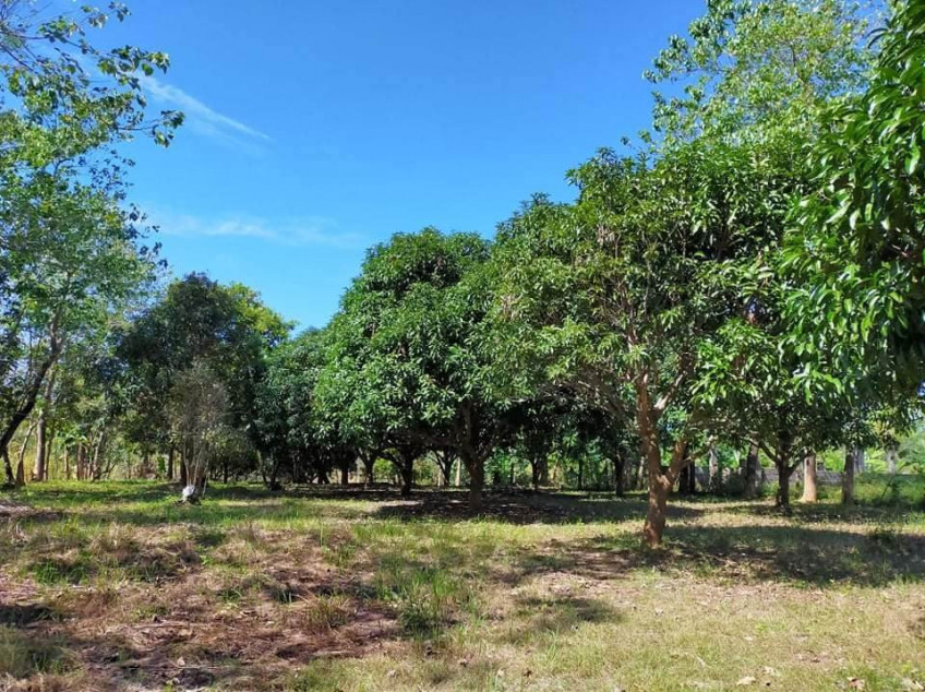 2,544 SQM Land for Sale with Fruit Trees in Sta. Barbara, Iba, Zambales