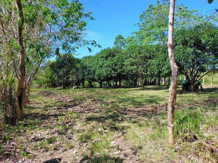 2,544 SQM Land for Sale with Fruit Trees in Sta. Barbara, Iba, Zambales