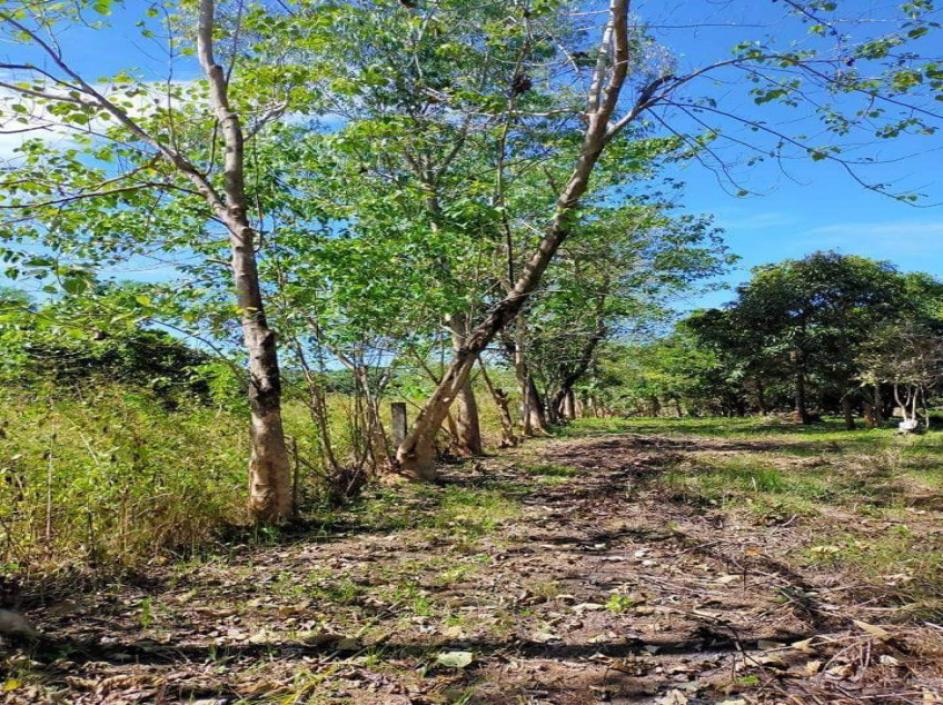 2,544 SQM Land for Sale with Fruit Trees in Sta. Barbara, Iba, Zambales