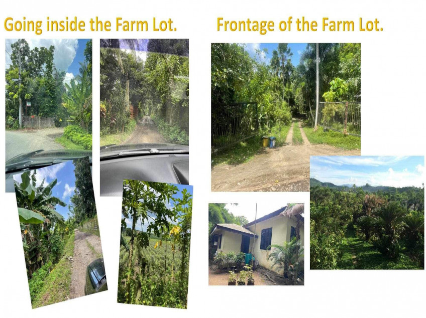 Laguna Farm Lot With Building Improvement