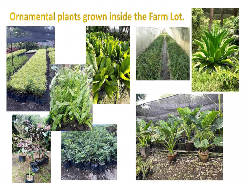 Laguna Farm Lot With Building Improvement