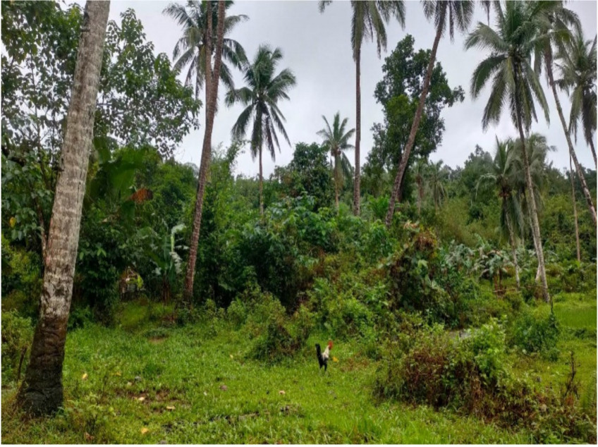 10 Hectare Titled Land in Hinunangan, Southern Leyte