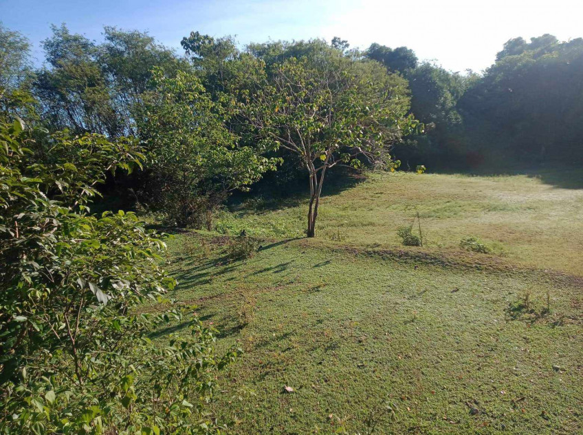 Rush Sale: 4 Hectare Agricultural Farm Land for Sale in Sta. Ignacia Tarlac