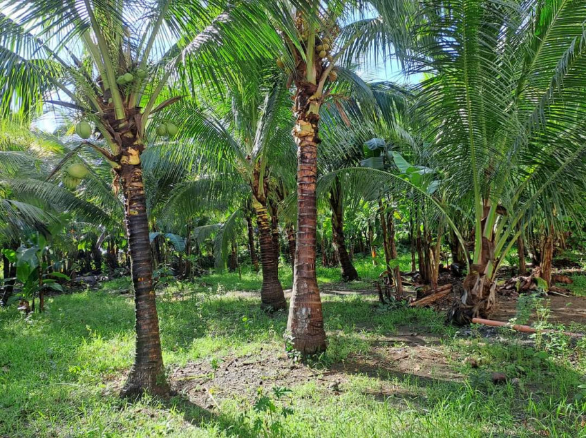 1.16-Hectare Land (Ideal For Inland Resort With Café And Restaurants)