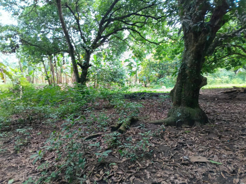 4-Hectare Land Beside National Highway Of Digos City Barangay Matti