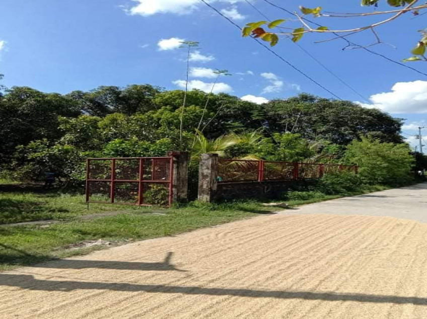 3509 SQM Farm For Sale In Pangasinan With 2 Concrete Houses & Fruit Trees
