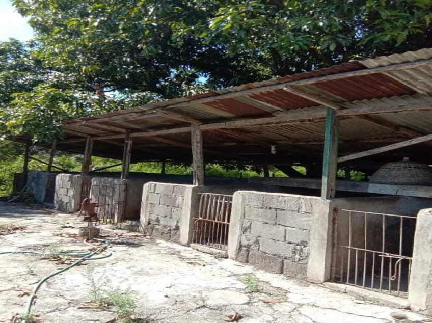3509 SQM Farm For Sale In Pangasinan With 2 Concrete Houses & Fruit Trees