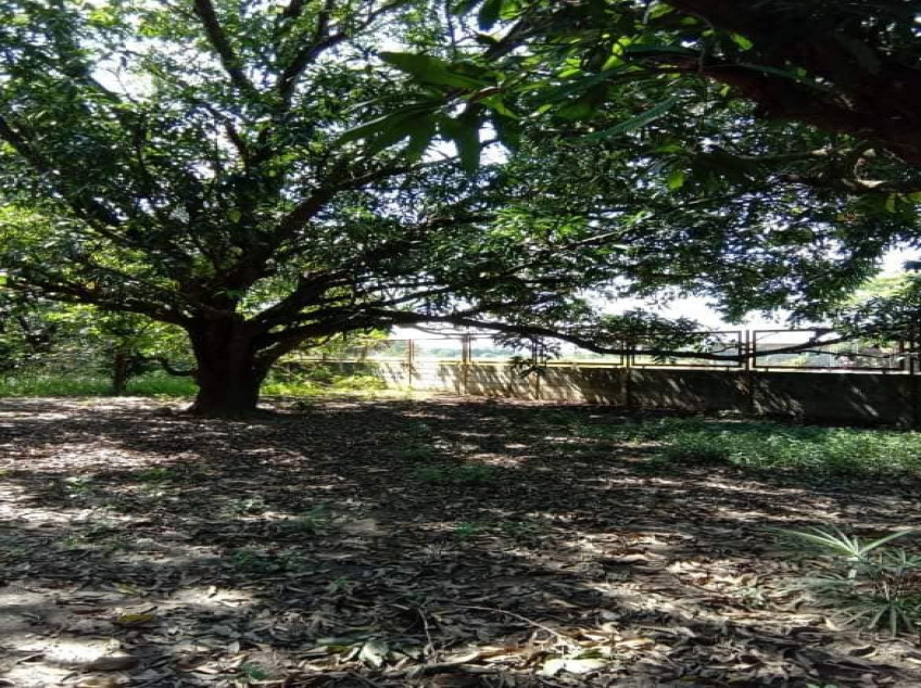 3509 SQM Farm For Sale In Pangasinan With 2 Concrete Houses & Fruit Trees