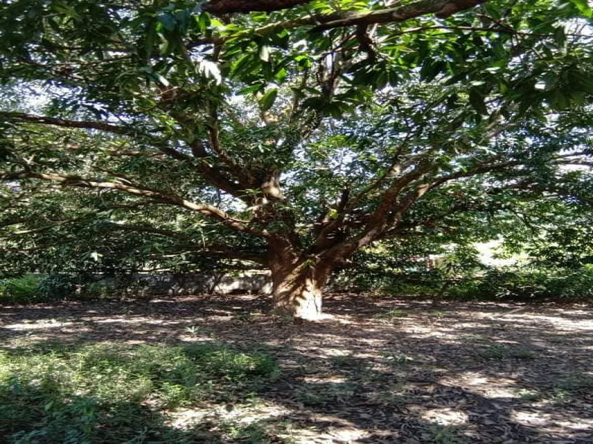 3509 SQM Farm For Sale In Pangasinan With 2 Concrete Houses & Fruit Trees