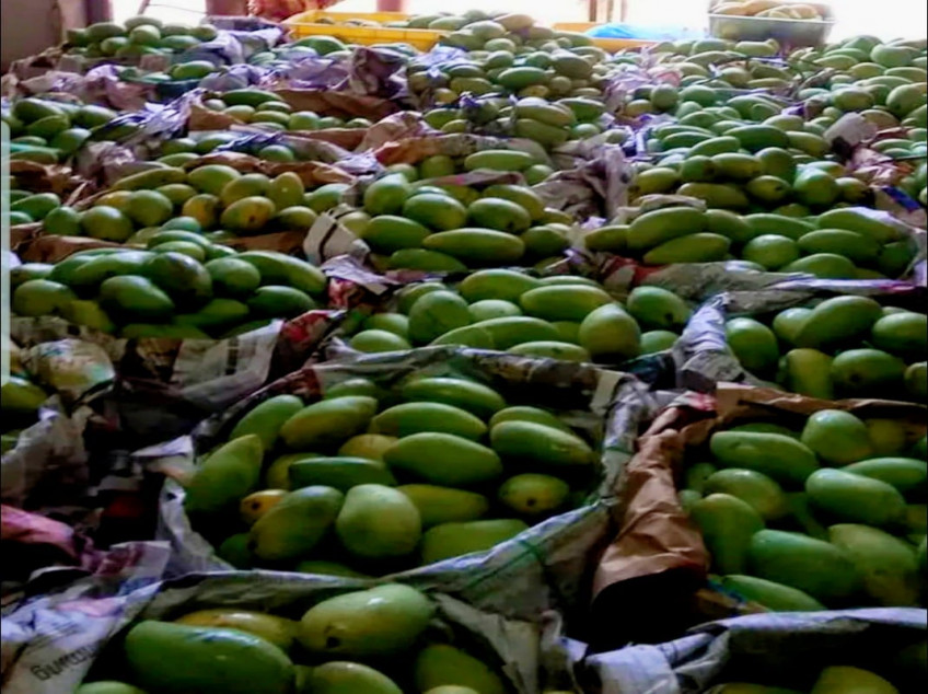 3509 SQM Farm For Sale In Pangasinan With 2 Concrete Houses & Fruit Trees