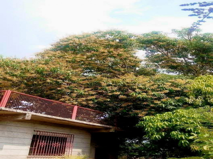 3509 SQM Farm For Sale In Pangasinan With 2 Concrete Houses & Fruit Trees