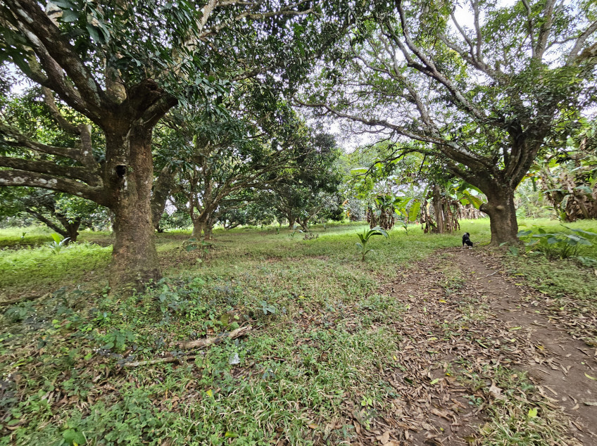 Lot For Sale (Pre-Selling) At Indang, Cavite