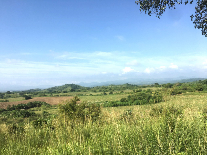 195 Hectares Of Land For Sale In Moriones, San Jose, Tarlac