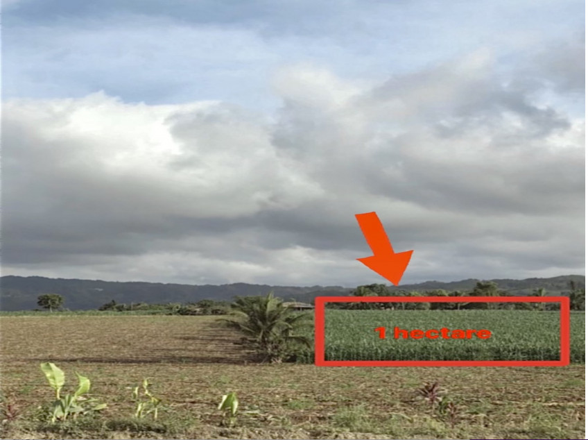 1 Hectare Land For Sale - Ideal for Housing Development In Bukidnon