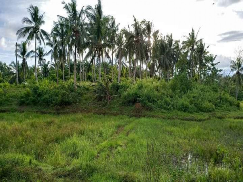 Farm Land In Bohol For Sale🔥 2.7 Hectares🔥 Complete Papers