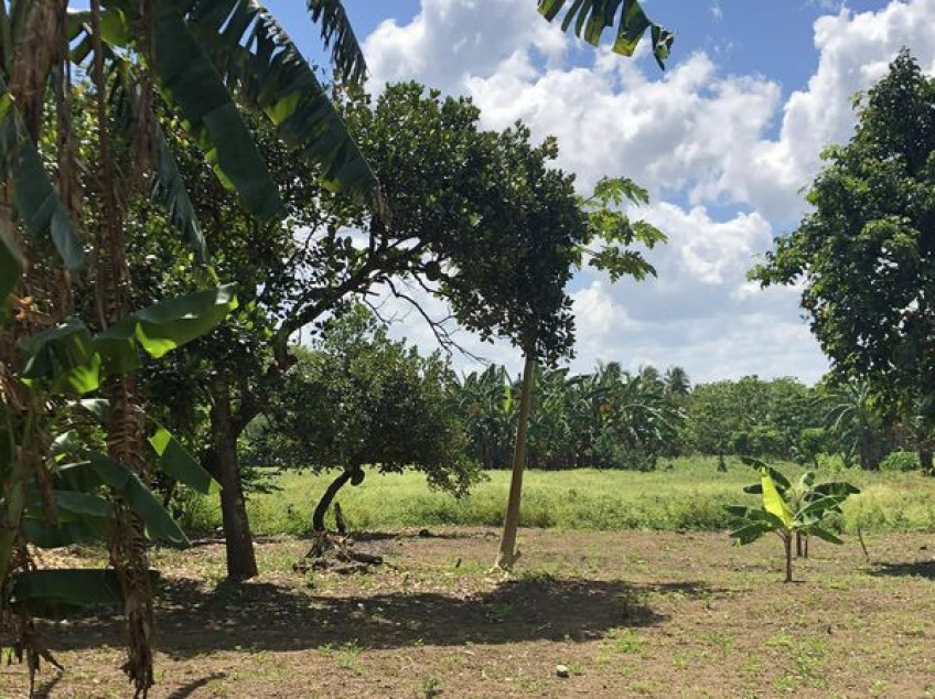 1.12HA 250sqm home farm 100m from Tagaytay Midlands Plantation fences