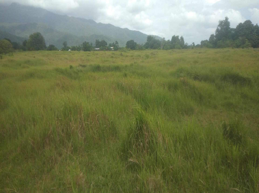 Farm Rice Fields 2.8 Hectares In Poblacion Narra, Palawan