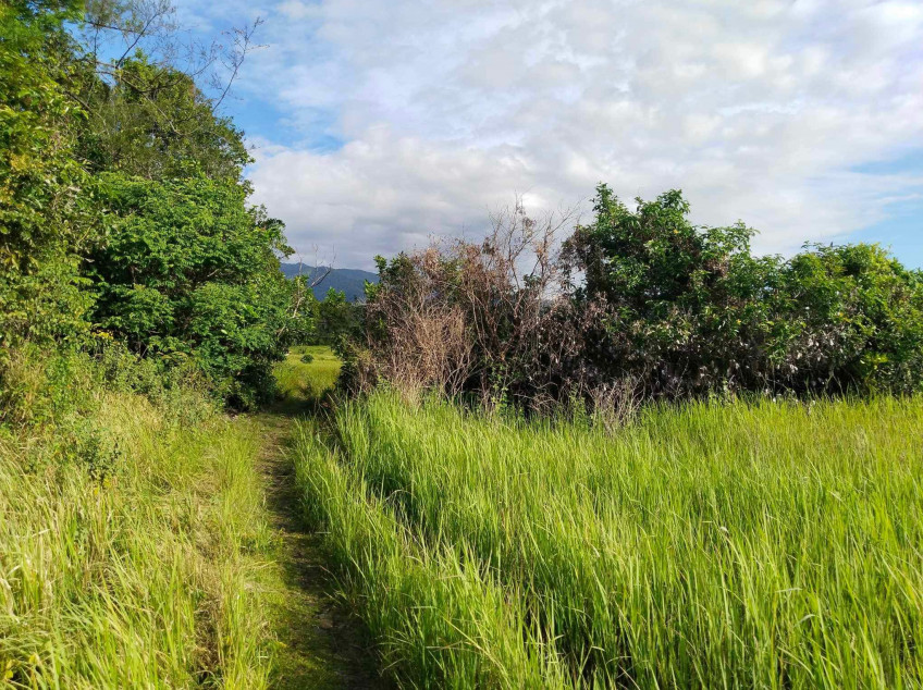 Farm Rice Fields 2.8 Hectares In Poblacion Narra, Palawan