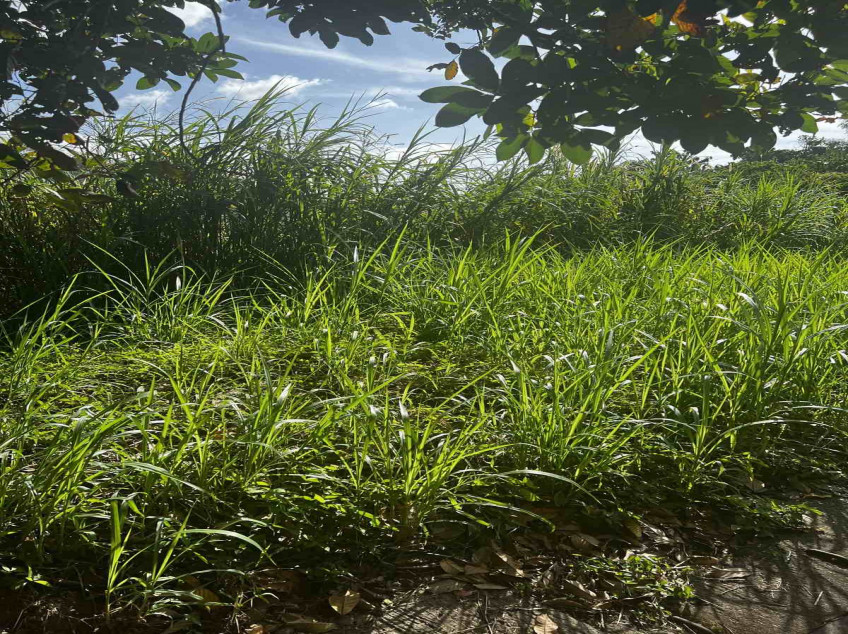 300 SQM Residential Lot For Sale In Monte Vista Subdivision Tagaytay, Cavite