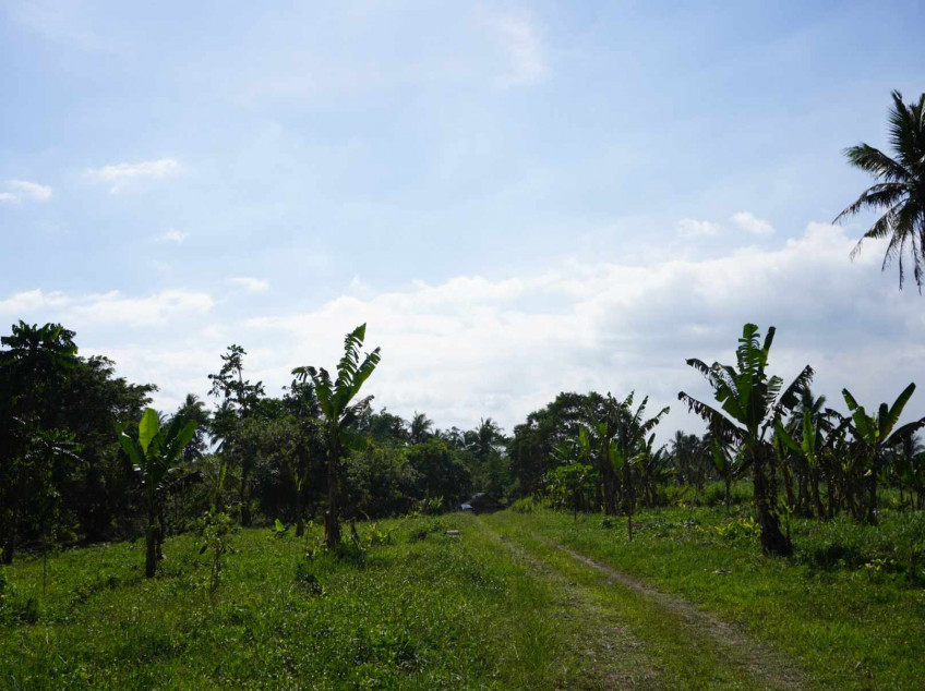 300 SQM Residential Farm For Sale In Indang Cavite