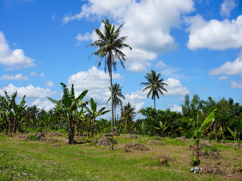 300 SQM Residential Farm For Sale In Indang Cavite