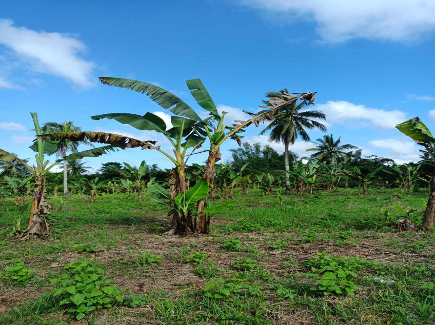 Residential Farm Lots In Indang, Cavite