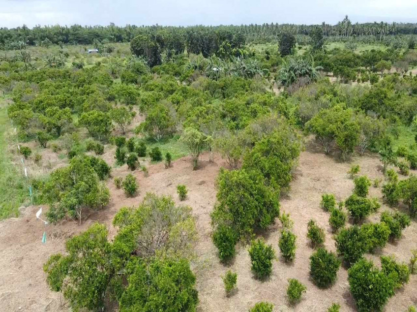 For Sale 100 SQM. Residential Lot Located At Brgy. Padre Garcia Batangas