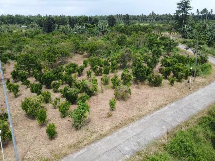 For Sale 100 SQM. Residential Lot Located At Brgy. Padre Garcia Batangas