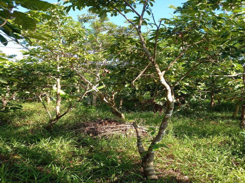 Farm Lot With Fruit Bearing Trees For Sale In Indang, Cavite
