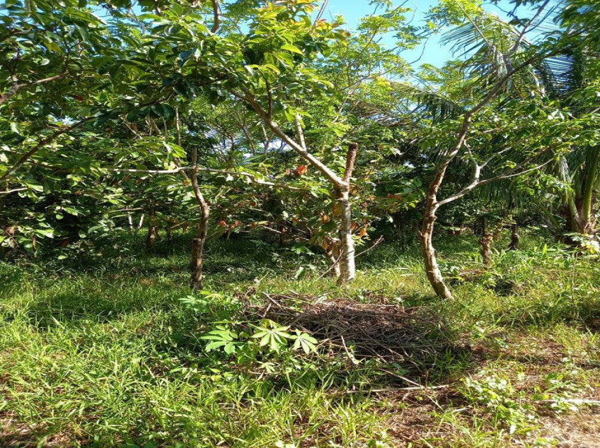 Farm Lot With Fruit Bearing Trees For Sale In Indang, Cavite