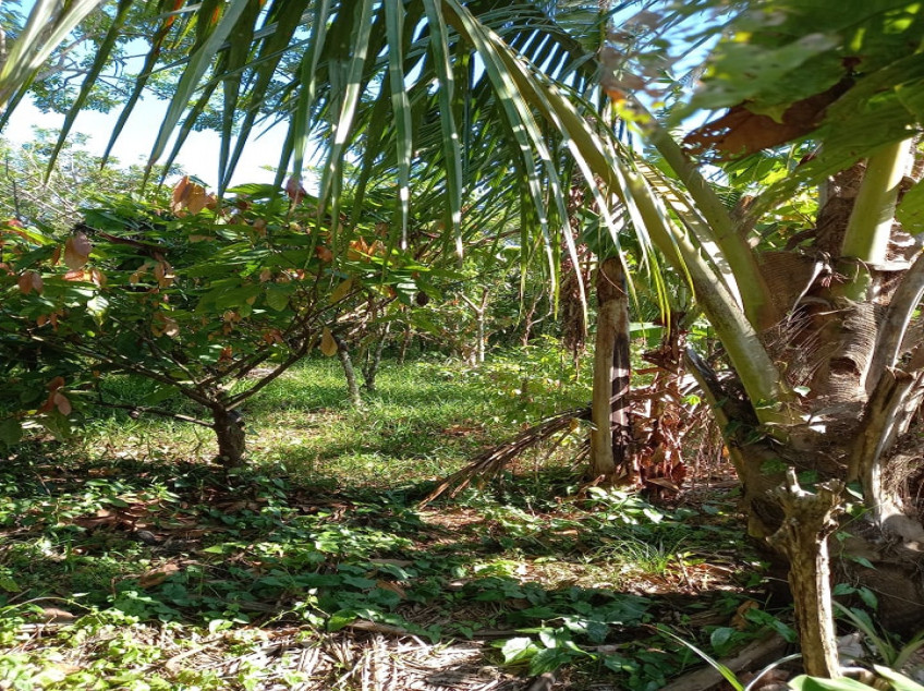 Farm Lot With Fruit Bearing Trees For Sale In Indang, Cavite