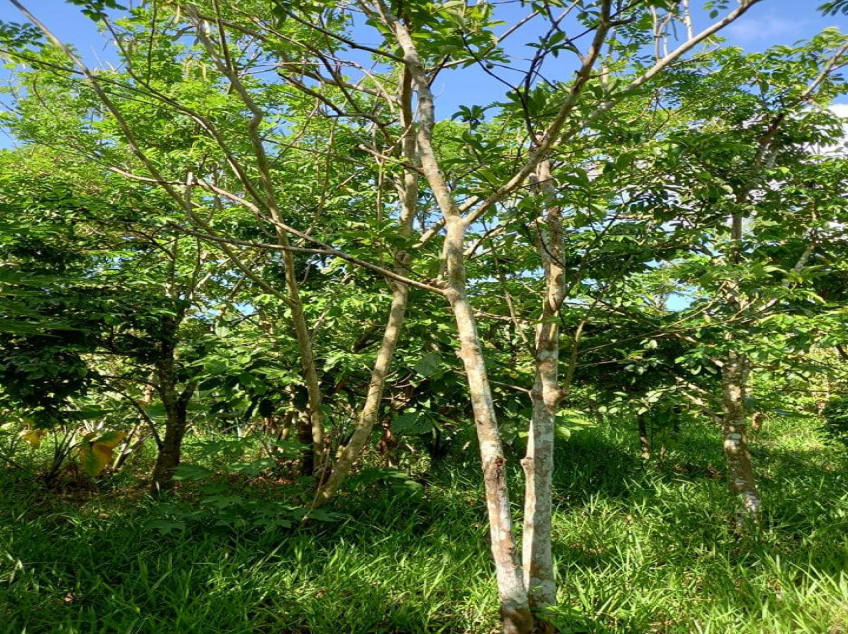 Farm Lot With Fruit Bearing Trees For Sale In Indang, Cavite