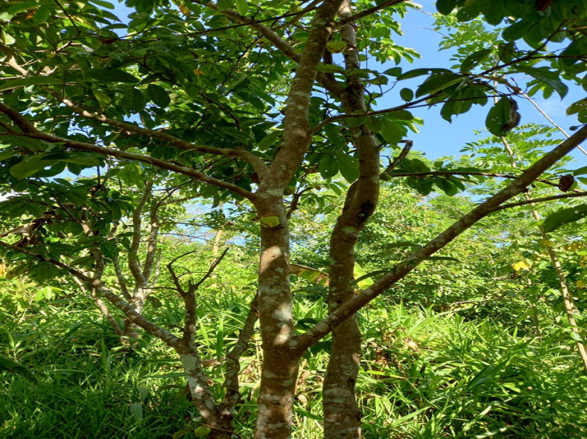 Farm Lot With Fruit Bearing Trees For Sale In Indang, Cavite