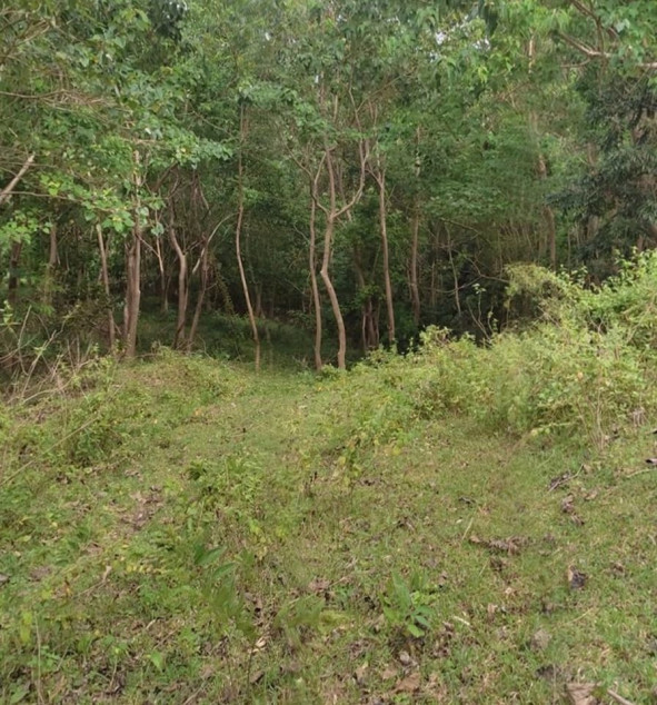 5 Hectares Casiaman Bacnotan, La Union Land For Sale