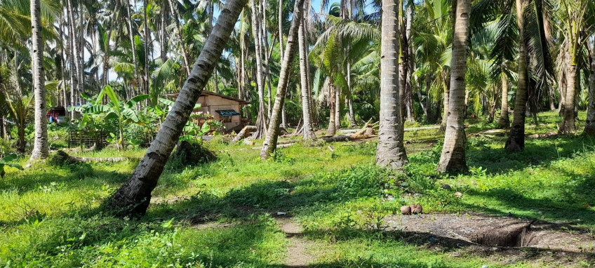 Land For Sale Near Inopacan City Proper, Leyte